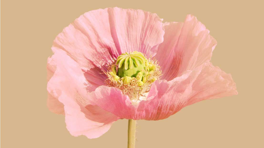 Pink poppy close-up with green seed capsule and yellow stamens on beige background