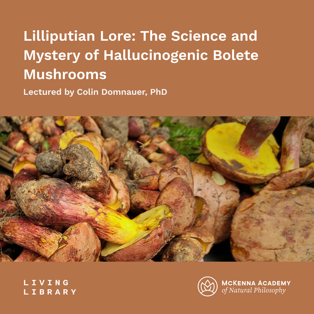 Lilliputian Lore: The Science and Mystery of Hallucinogenic Bolete Mushrooms