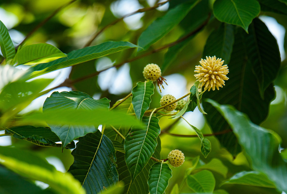 Kratom (Mitragyna-speciosa)