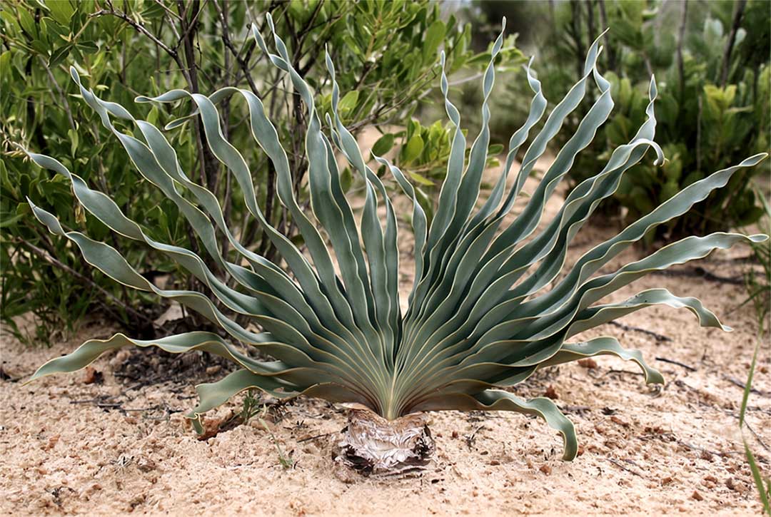 Leshoma (Boophone disticha) growing in sandy veld, showing its distinctive single fan of wavy blue-green leaves rising from a partly exposed bulb