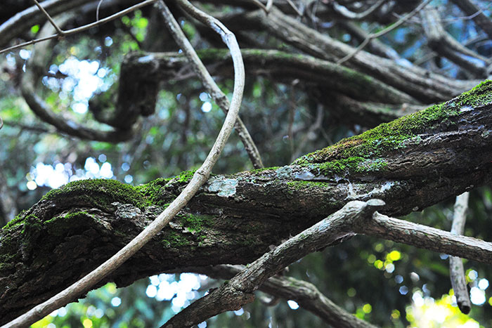 Thick, woody Banisteriopsis caapi (ayahuasca vine) twisting through the rainforest canopy, its bark covered in green moss and pale lichen, with dappled light behind.