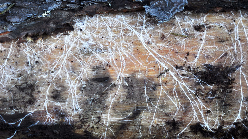 mycelium network